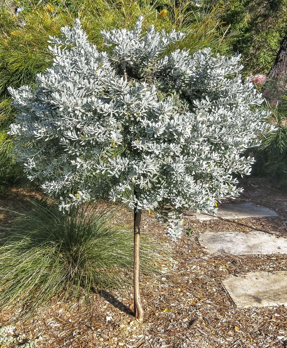 ต้นกระดุมไม้ใบเงิน (Silver Buttonwood)