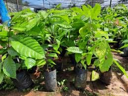 ต้นกล้าโกโก้ Cacao Trees