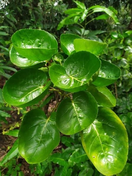 เล็บครุฑลังกา (Shield Aralia)