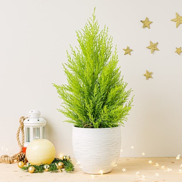 สนเลม่อน (Cupressus macrocarpa)